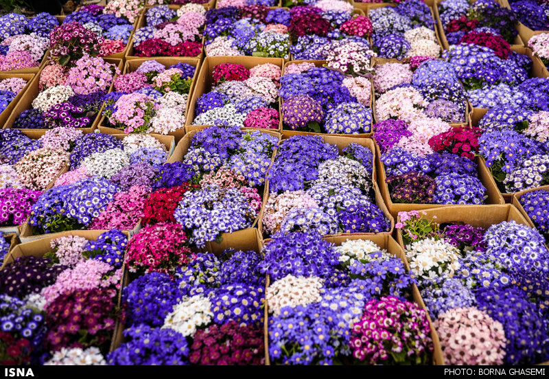 گل،قيمت،روز،بازار،افزايش،اتحاديه،رز،تومان،عمده،عرضه،فروش،حاض ...